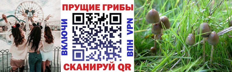 мега tor  Учалы  Галлюциногенные грибы GOLDEN TEACHER 